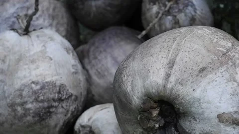 Coconut Plant Stock Footage 194210895