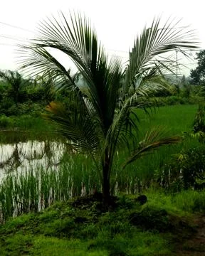 Coconut plant Stock Photos