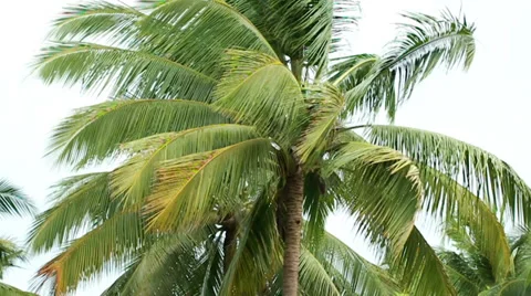 Coconut Plant Slow Motion Stock Footage 37149108