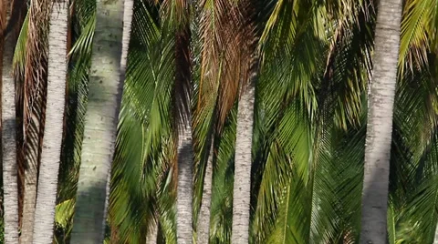 Coconut Plantation 1 Stock Footage 30587681