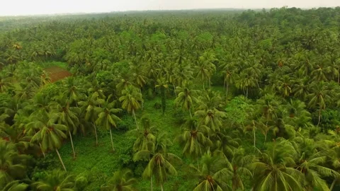 Coconut plantation 1 Video stock 288230434
