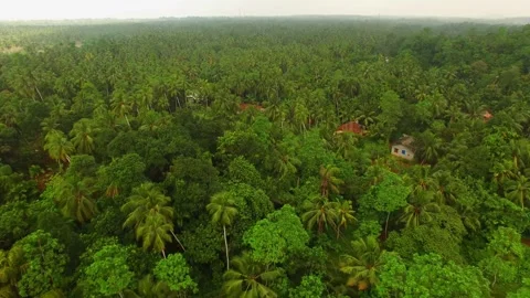 Coconut plantation 2 Video stock 288230436