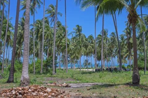 Coconut plantation and stack shell of the coconut with blue sky Stock Photos