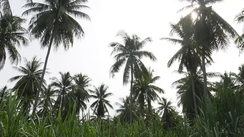 Coconut plantation Stock Footage 82727014