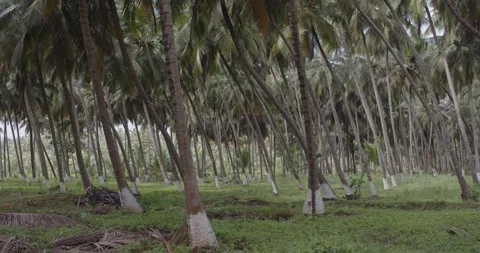 Coconut Plantation Stock Footage 166278937