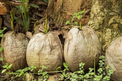 Coconut plants sprouted on coconut Stock Photos