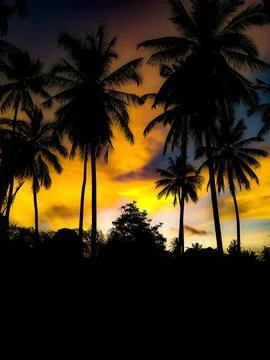 Coconut at Red Twilight Sky Stock Photos