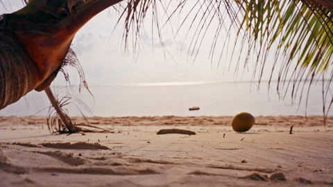 Coconut Resting on Sand under Palm Leaves after Falling, Gentle Waves and Bright 動画素材 329061649