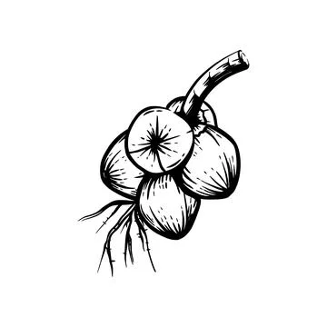 Coconut retro silhouette illustration Stock Illustration