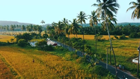 Coconut Road Side View Video stock 220288807