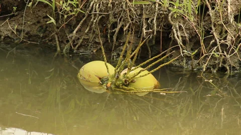 Coconut rolling The flow in the Water Stock Footage 37329519