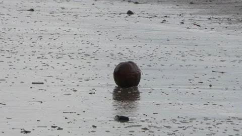 Coconut rolling on sand at beach pushed by ocean waves Vidéo 159085084