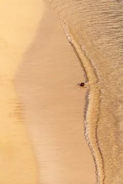 A Coconut Rolling In The Surf Stock Photos