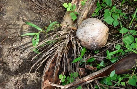 Coconut with roots Stock Photos