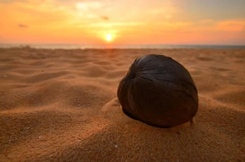 Coconut on the sand beach Stock Photos