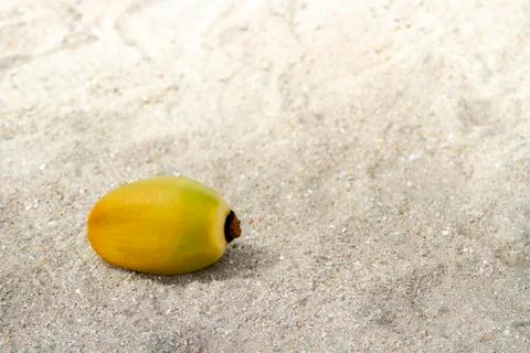 Coconut on the sand in the beach Stock Photos