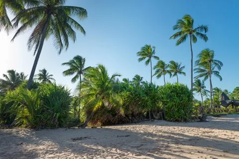 Coconut in the sand by the coconut tree 库存照片