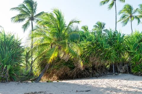 Coconut in the sand by the coconut tree Stock Photos