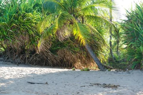Coconut in the sand by the coconut tree Photos