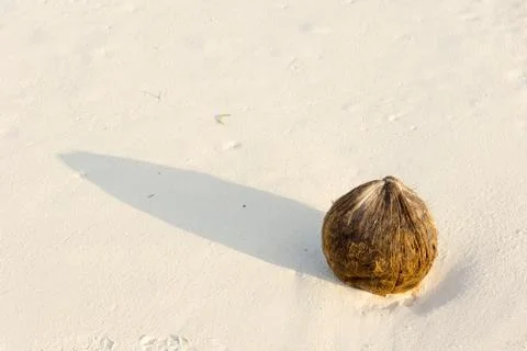 Coconut on the sand Stock Photos