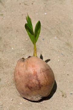 Coconut on sand Stock Photos