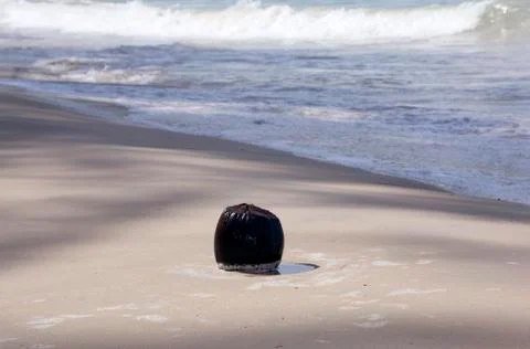 A coconut on a sandy beach Stock Photos