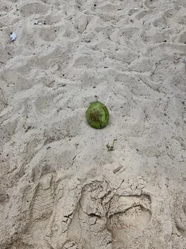 Coconut on the Sandy Beach Stock Photos