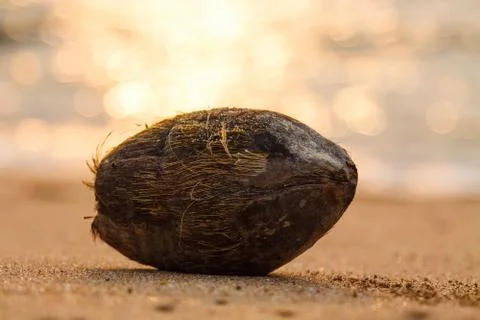 Coconut on sandy beach with sunset on background Stock Photos