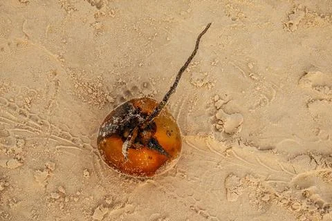 Coconut on Sandy Beach Top View Stock-Fotos