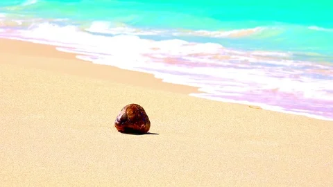 Coconut on sandy beach washed by white-crested waves of azure tropical sea Stock Footage 72783160