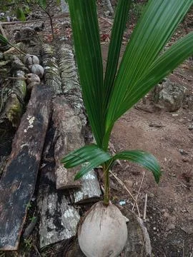 Coconut seeds Stock Photos