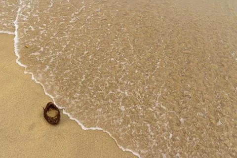 Coconut on Serene Beach. Stock Photos