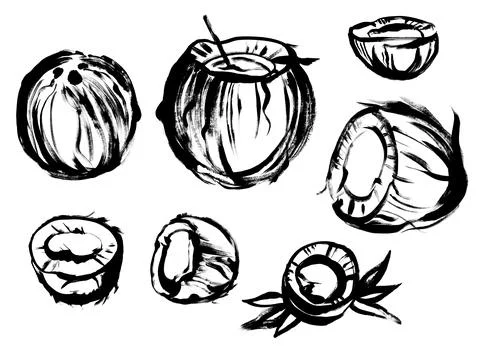 Coconut in a set of black paint drawing with a dry brush Stock Illustration