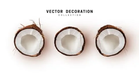Coconut set of realistic half. Coconuts isolated on white background. Vector  Ilustración de archivo