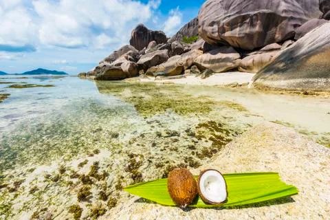 Coconut in the Seychelles Foto stock