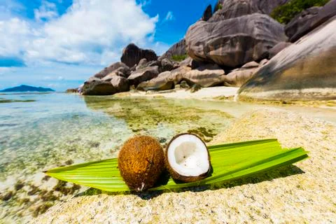 Coconut in the Seychelles Foto stock