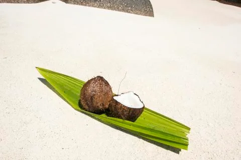 Coconut in the Seychelles Foto stock