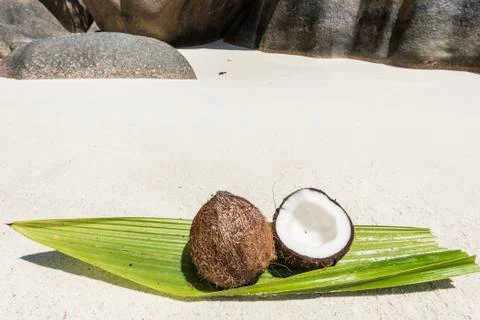 Coconut in the Seychelles Foto stock