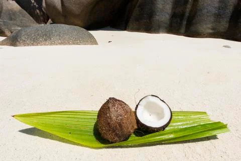 Coconut in the Seychelles Foto stock