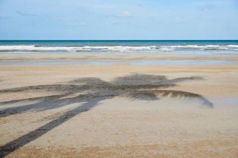 Coconut shadow on the beautiful beach Stock Photos