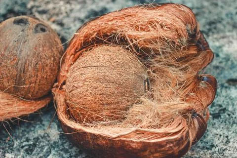 Coconut with Shell and Exocarp Stock-Fotos