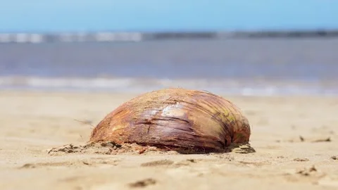 Coconut Shell On A Beach Stock Footage 305124267