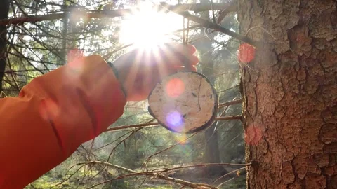 Coconut shell bird feeder in a pine forest in the suns rays. Video stock 324757275