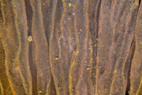 Coconut shell extreme macro background Photos