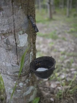 A coconut-shell feeder fixed to a tree trunk, Thailand Stock Photos
