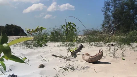 Coconut shell lying on the white sand Stock Footage 71614652