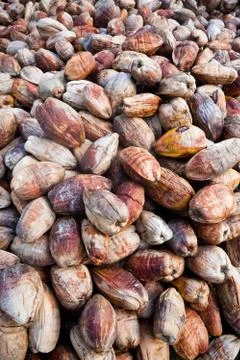 Coconut shell Fotos Stock