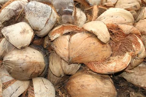 Coconut shell Foto stock