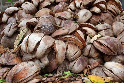 Coconut shell Stock Photos