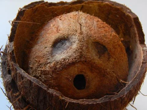 Coconut shell Fotos de archivo